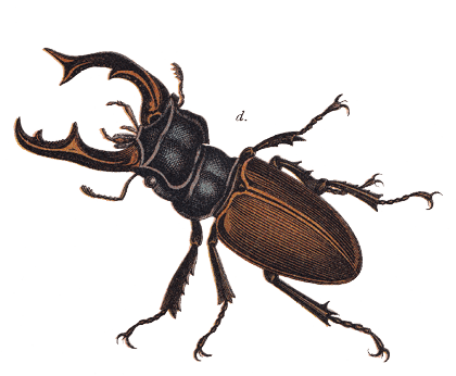 Various mollusca and insects: a) Burgundy snail (Helix pomatia); b) Swan mussel (Anodonta cygnea); c) European crayfish (Astacus astacus); d) Stag beetle (Lucanus cervus); e) Cockchafer (Melolontha melolontha); f) Golden ground beetle (Carabus auratus); g) Green rose chafer (Cetonia aurata); h) Dor beetle (Geotrupes stercorarius); i) Ladybird (Coccinella septempunctata); k) Yellow meadow ant (Lasius flavus); l) Western honey bee (Apis mellifera); m) Housefly (Musca domestica); n) European wasp (Vespula germanica); o) European hornet (Vespa crabro); p) Bumblebee (Bombus terrestris); q) Green bush-cricket (Tettigonia viridissima); r) Field-cricket (Gryllus campestris); s) Mole cricket (Gryllotalpa gryllotalpa); t) European garden spider (Araneus diadematus); u) Broad-bodied chaser (Libellula depressa). Chromolithograph, published in 1891.