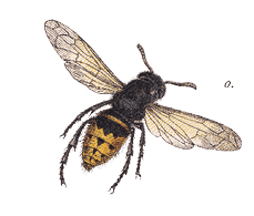 Various mollusca and insects: a) Burgundy snail (Helix pomatia); b) Swan mussel (Anodonta cygnea); c) European crayfish (Astacus astacus); d) Stag beetle (Lucanus cervus); e) Cockchafer (Melolontha melolontha); f) Golden ground beetle (Carabus auratus); g) Green rose chafer (Cetonia aurata); h) Dor beetle (Geotrupes stercorarius); i) Ladybird (Coccinella septempunctata); k) Yellow meadow ant (Lasius flavus); l) Western honey bee (Apis mellifera); m) Housefly (Musca domestica); n) European wasp (Vespula germanica); o) European hornet (Vespa crabro); p) Bumblebee (Bombus terrestris); q) Green bush-cricket (Tettigonia viridissima); r) Field-cricket (Gryllus campestris); s) Mole cricket (Gryllotalpa gryllotalpa); t) European garden spider (Araneus diadematus); u) Broad-bodied chaser (Libellula depressa). Chromolithograph, published in 1891.