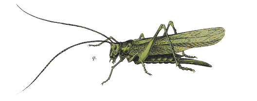 Various mollusca and insects: a) Burgundy snail (Helix pomatia); b) Swan mussel (Anodonta cygnea); c) European crayfish (Astacus astacus); d) Stag beetle (Lucanus cervus); e) Cockchafer (Melolontha melolontha); f) Golden ground beetle (Carabus auratus); g) Green rose chafer (Cetonia aurata); h) Dor beetle (Geotrupes stercorarius); i) Ladybird (Coccinella septempunctata); k) Yellow meadow ant (Lasius flavus); l) Western honey bee (Apis mellifera); m) Housefly (Musca domestica); n) European wasp (Vespula germanica); o) European hornet (Vespa crabro); p) Bumblebee (Bombus terrestris); q) Green bush-cricket (Tettigonia viridissima); r) Field-cricket (Gryllus campestris); s) Mole cricket (Gryllotalpa gryllotalpa); t) European garden spider (Araneus diadematus); u) Broad-bodied chaser (Libellula depressa). Chromolithograph, published in 1891.