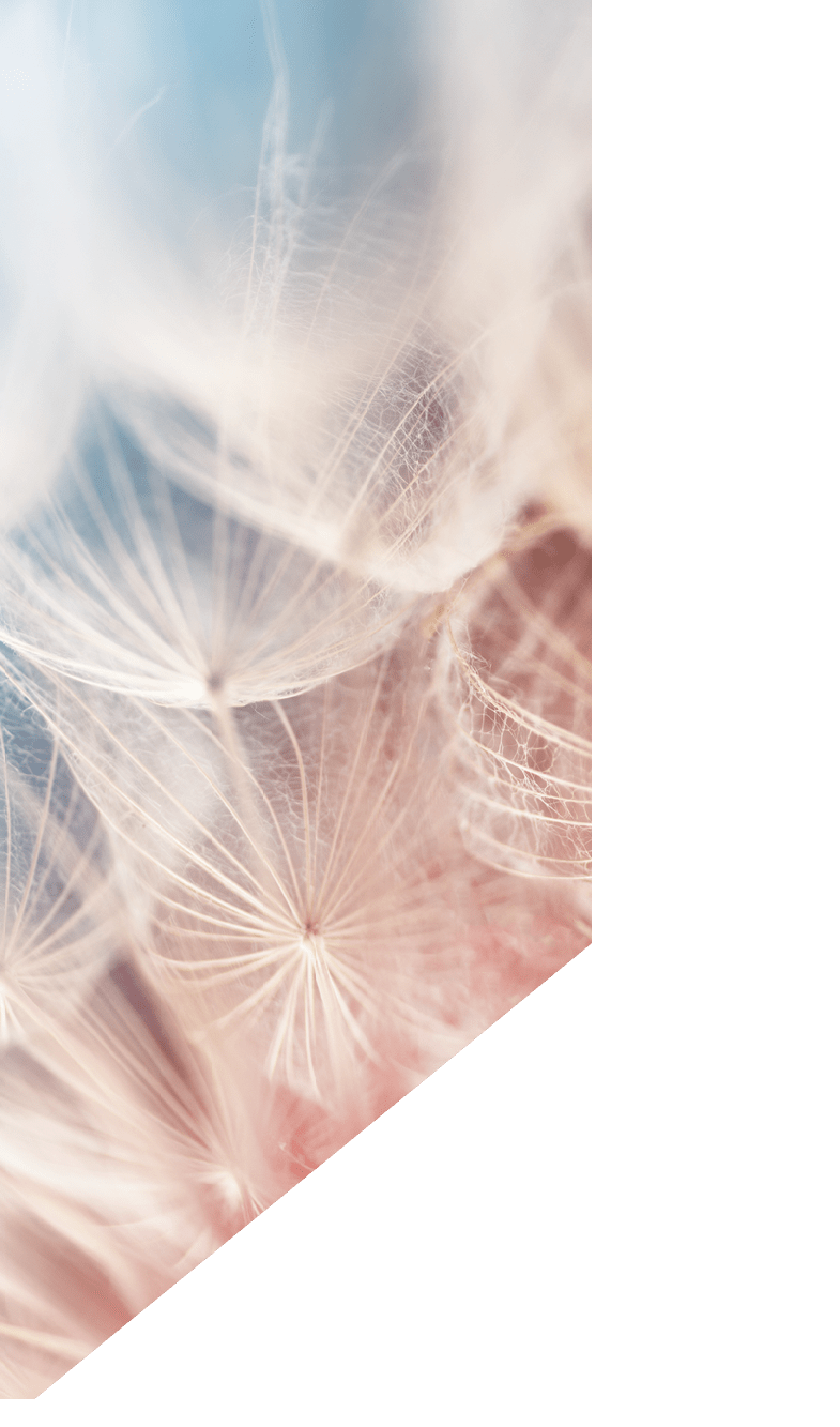 Fluffy dandelion closeup over pink and blue background. Macrophotography of dandelion seeds.