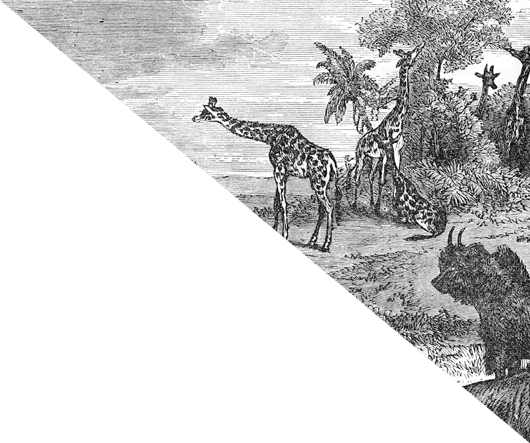 Guyot's Geographical Series “The Earth and its inhabitants" 1867 New York
