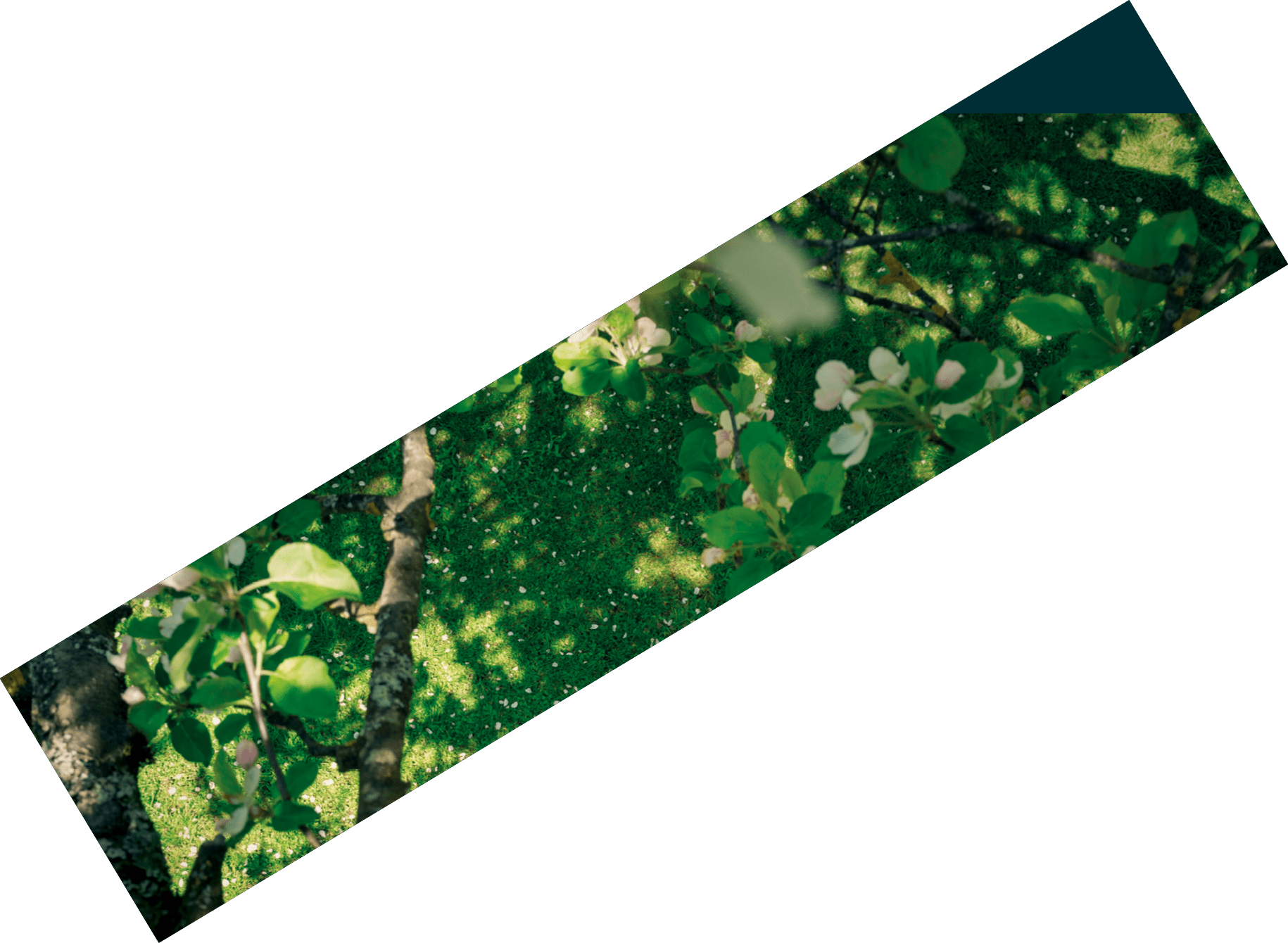 A woman is lying on a meadow, full of apple blossoms. Photographed from above between branches.