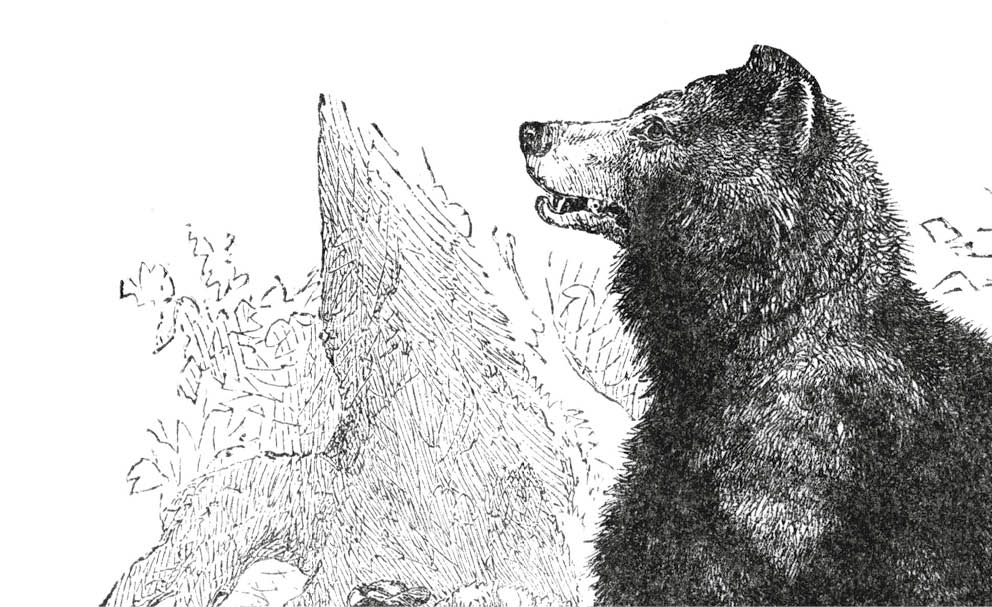 One Grizzly Bear holding a male deer it killed for food in North America. Illustration published 1887. Original edition is from my own archives. Copyright has expired and is in Public Domain.